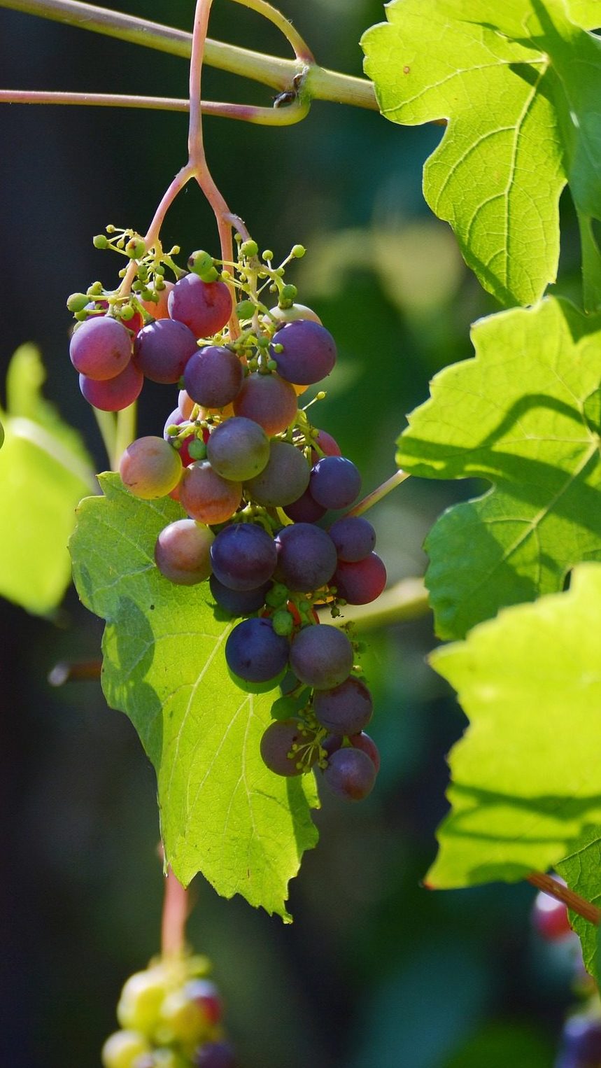 Bodega y carta de vinos | Barrilete Foz